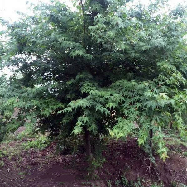 雞爪槭圖片 雞爪槭圖片