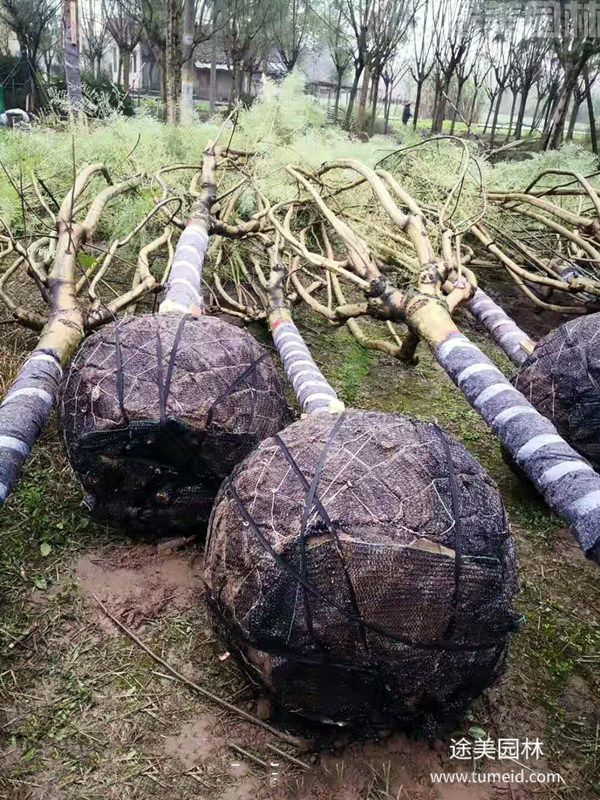 藍(lán)花楹 藍(lán)花楹