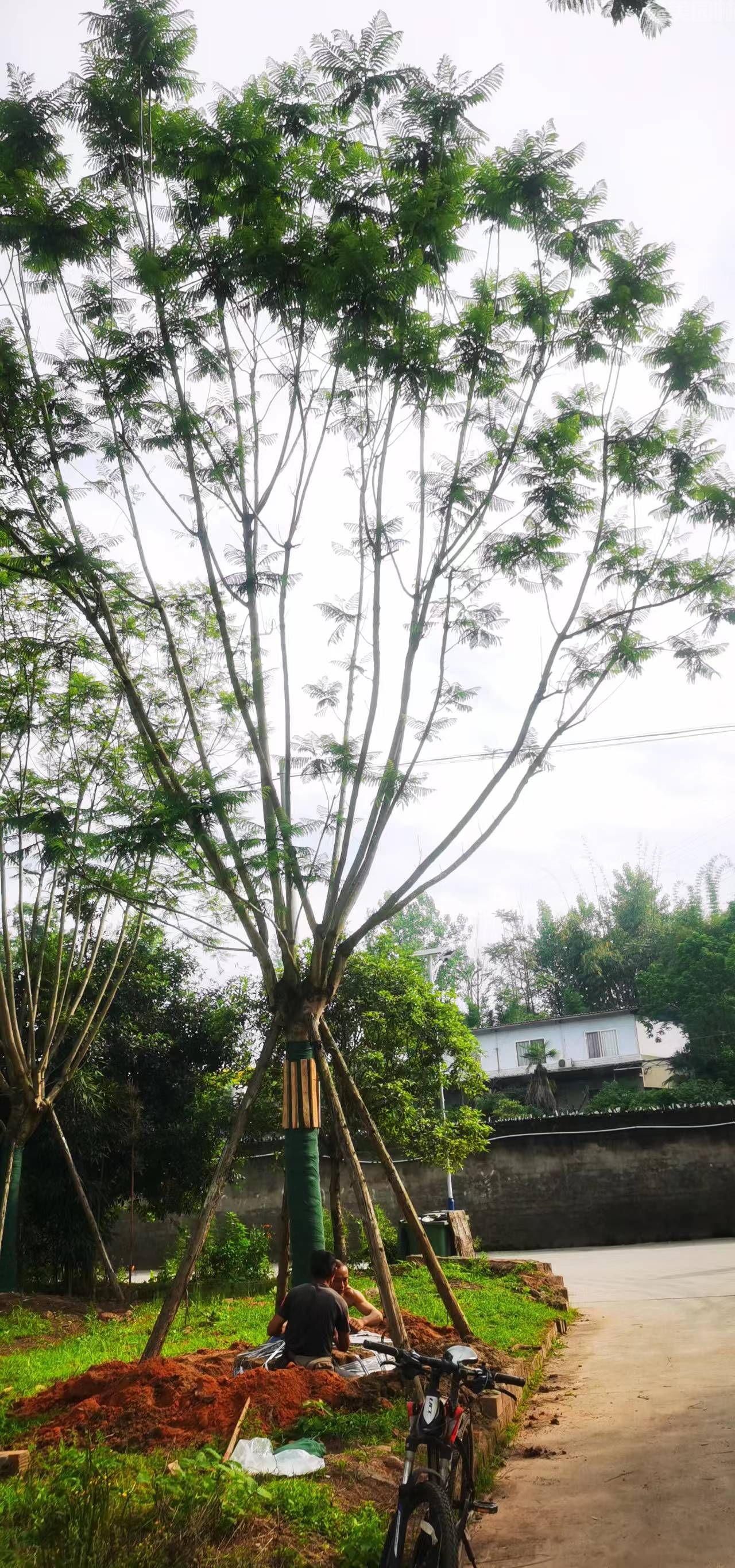 藍(lán)花楹 藍(lán)花楹